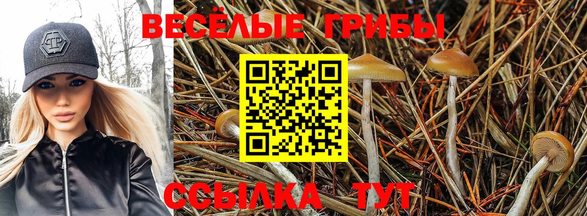 Галлюциногенные грибы Psilocybe  Вход с VPN  Бугуруслан 